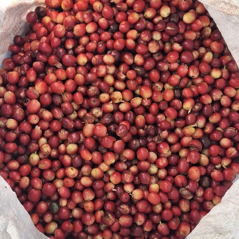 Manos recolectando cerezas de café maduras en Boquete