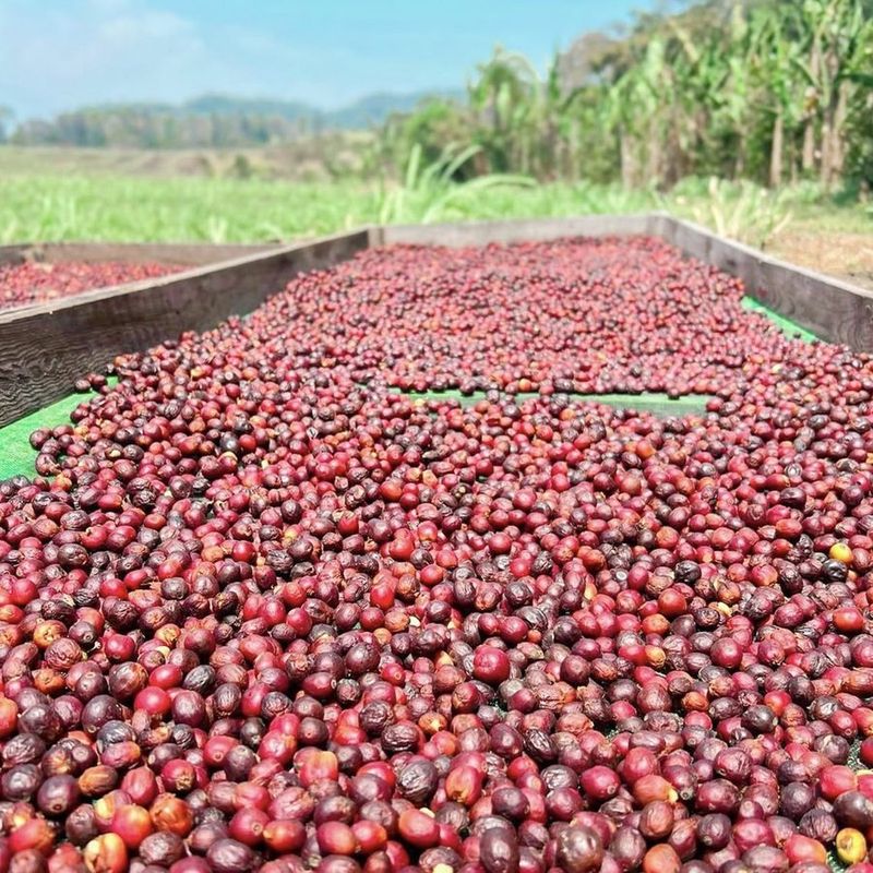 Cerezas de café secándose en camas africanas elevadas